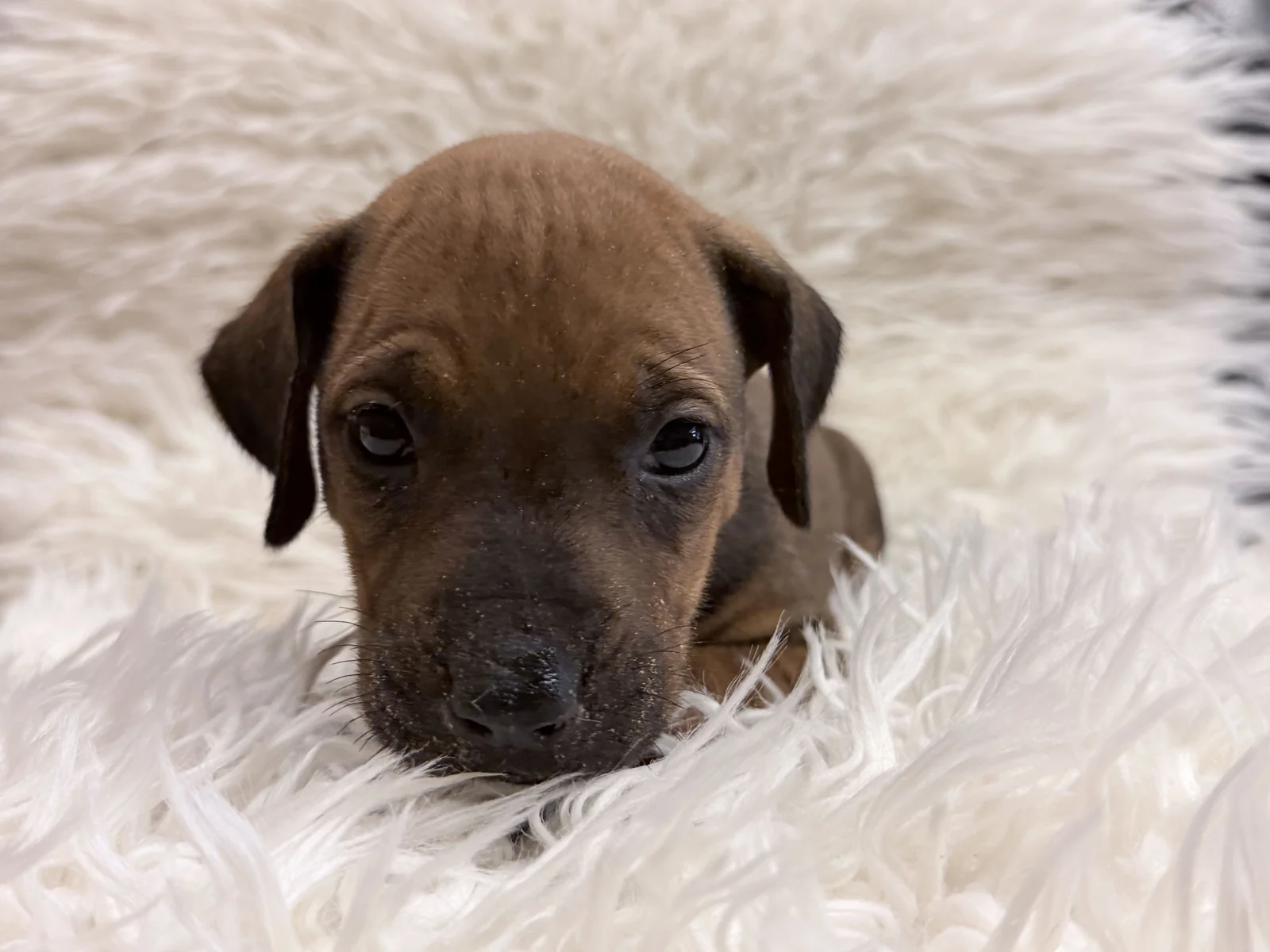 rhodesian-ridgeback-litter-for-sale-12 Rhodesian Ridgeback Litter For Sale 12 — Rhodesian Ridgeback Puppies for Sale Available Now 2027