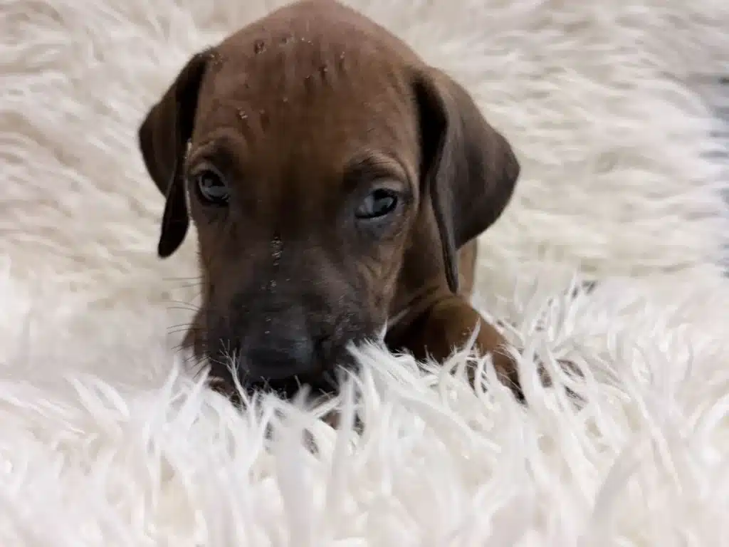 rhodesian-ridgeback-puppies-available-11 Orange female Rhodesian Ridgeback puppy facing the camera on a white blanket