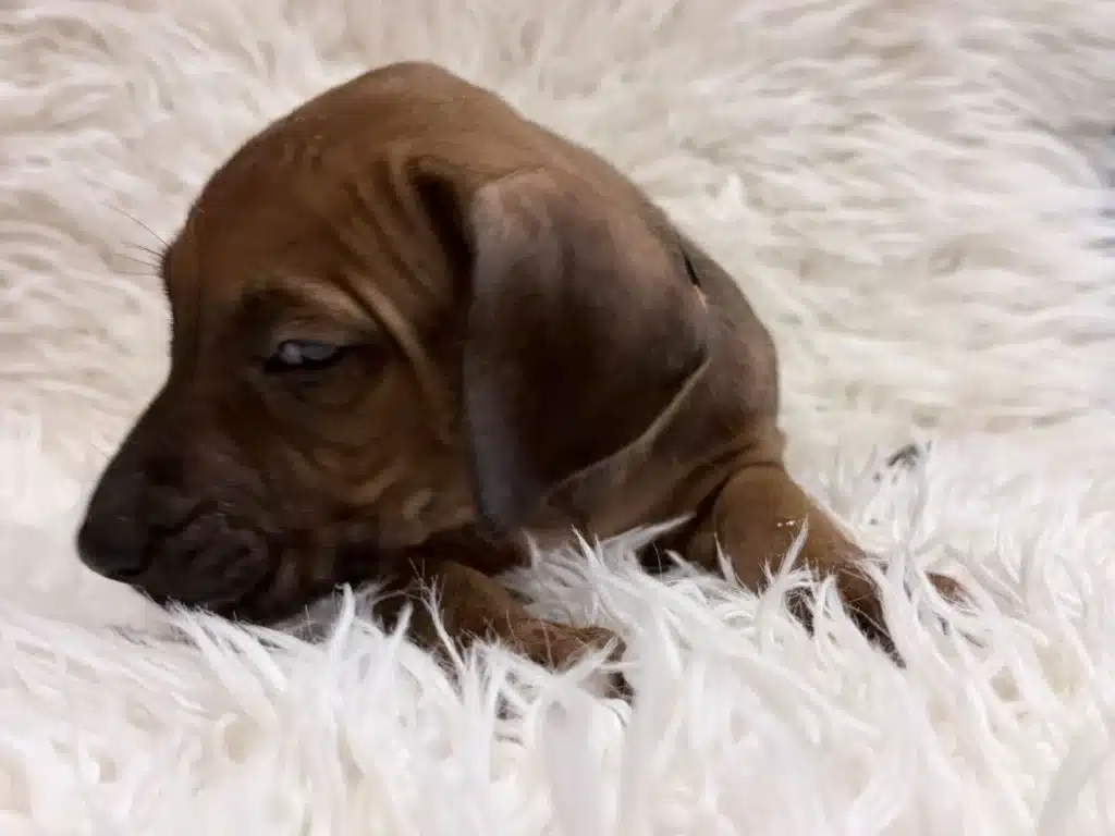 rhodesian-ridgeback-puppies-available-12 Orange female Rhodesian Ridgeback puppy looking left on a white blanket