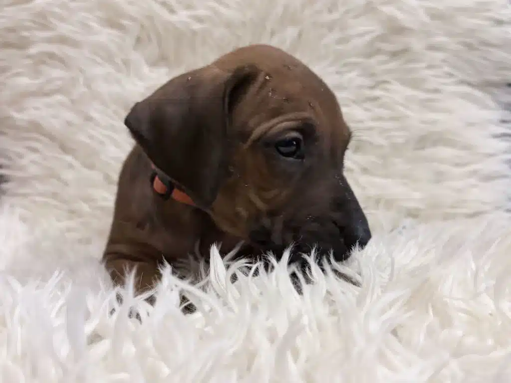 rhodesian-ridgeback-puppies-available-13 Orange female Rhodesian Ridgeback puppy looking right with her orange collar visible