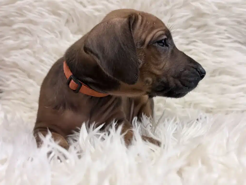 rhodesian-ridgeback-puppies-available-14 Side profile of Orange female Rhodesian Ridgeback puppy wearing an orange collar