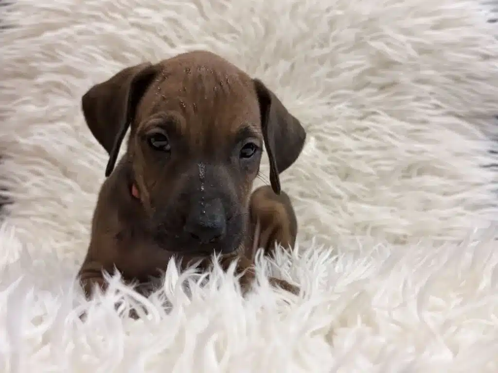rhodesian-ridgeback-puppies-available-15 Orange female Rhodesian Ridgeback puppy sitting and facing the camera