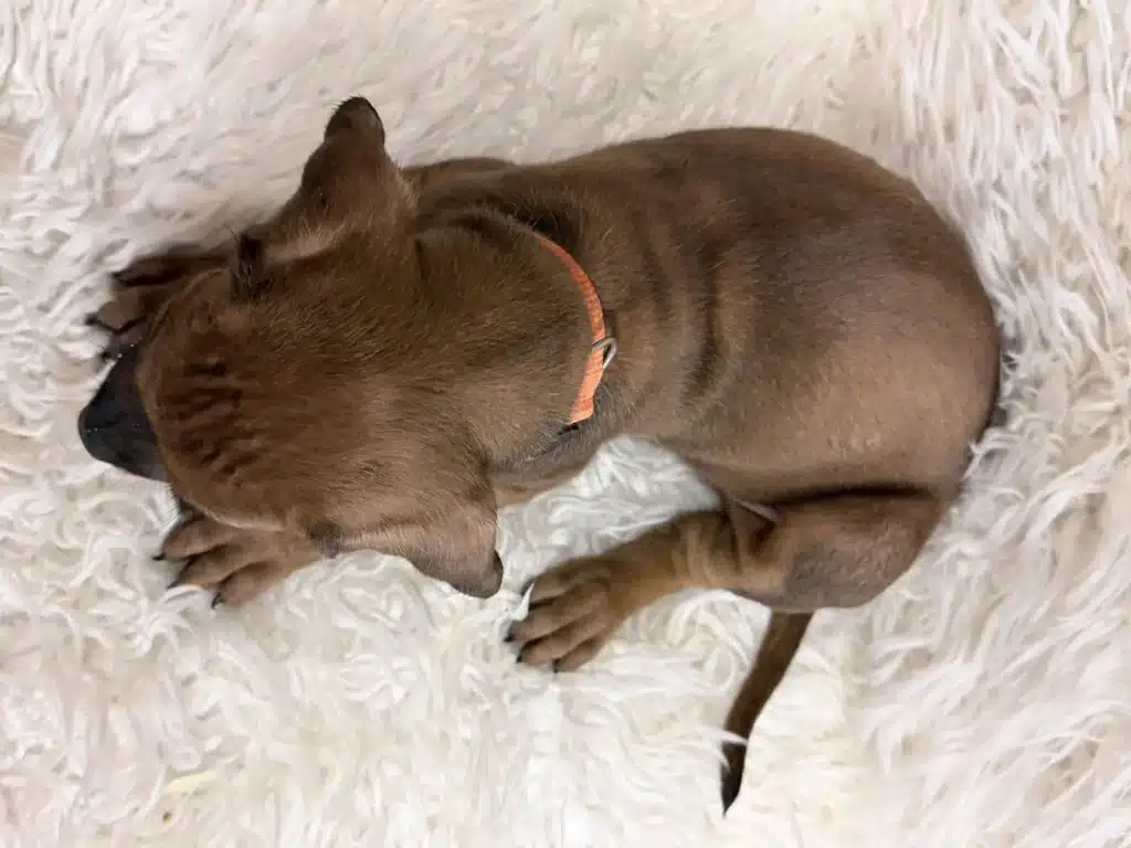 rhodesian-ridgeback-puppies-available-16 Overhead view of Orange female Rhodesian Ridgeback puppy wearing an orange collar
