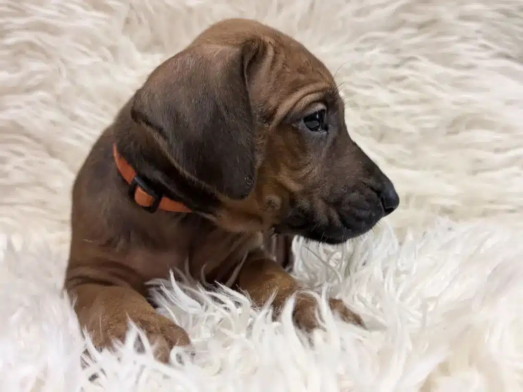 rhodesian-ridgeback-puppies-available-17 Rhodesian Ridgeback Puppies Available 17 — Rhodesian Ridgeback Puppies for Sale Available Now 2027