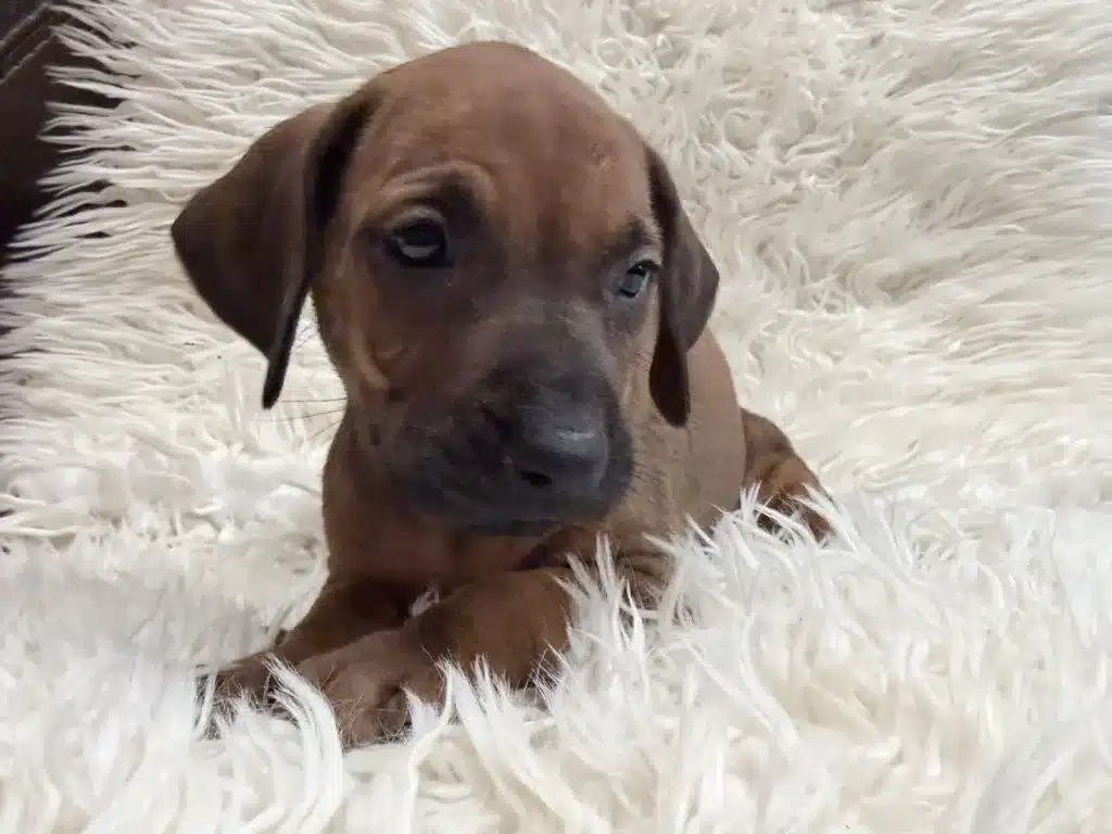 rhodesian-ridgeback-puppies-available-18 Rhodesian Ridgeback Puppies Available 18 — Rhodesian Ridgeback Puppies for Sale Available Now 2027