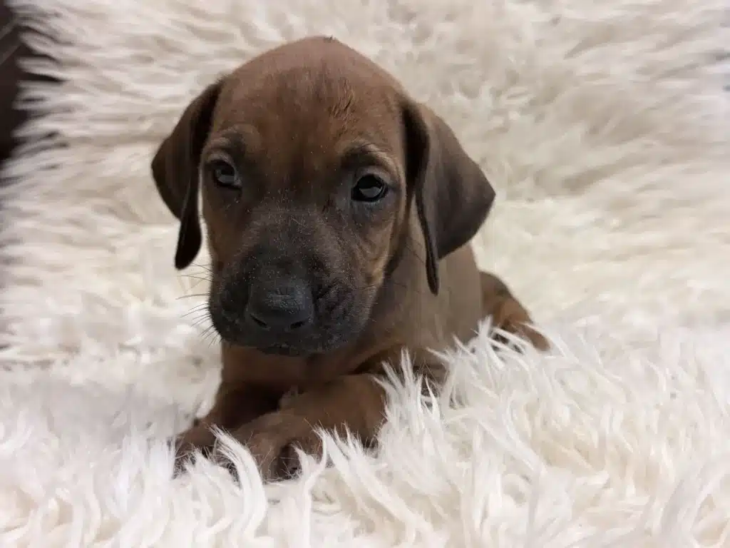 rhodesian-ridgeback-puppies-available-19 Rhodesian Ridgeback Puppies Available 19 — Rhodesian Ridgeback Puppies for Sale Available Now 2027