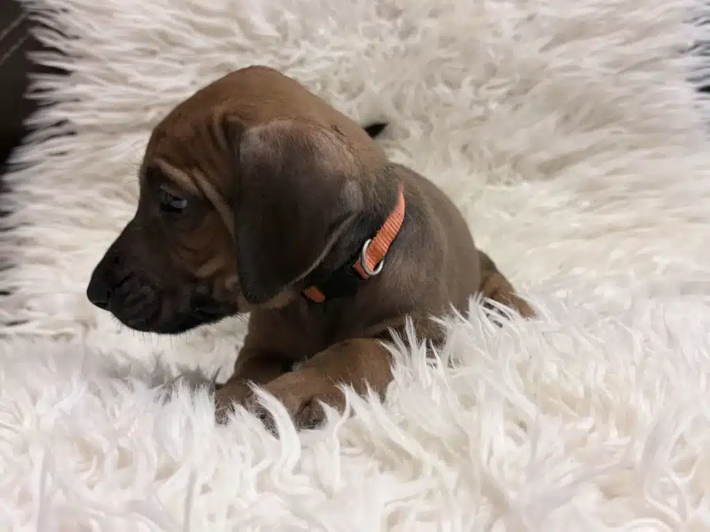 rhodesian-ridgeback-puppies-available-20 Rhodesian Ridgeback Puppies Available 20 — Rhodesian Ridgeback Puppies for Sale Available Now 2027