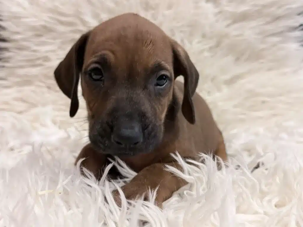 rhodesian-ridgeback-puppies-available-21 Rhodesian Ridgeback Puppies Available 21 — Rhodesian Ridgeback Puppies for Sale Available Now 2027