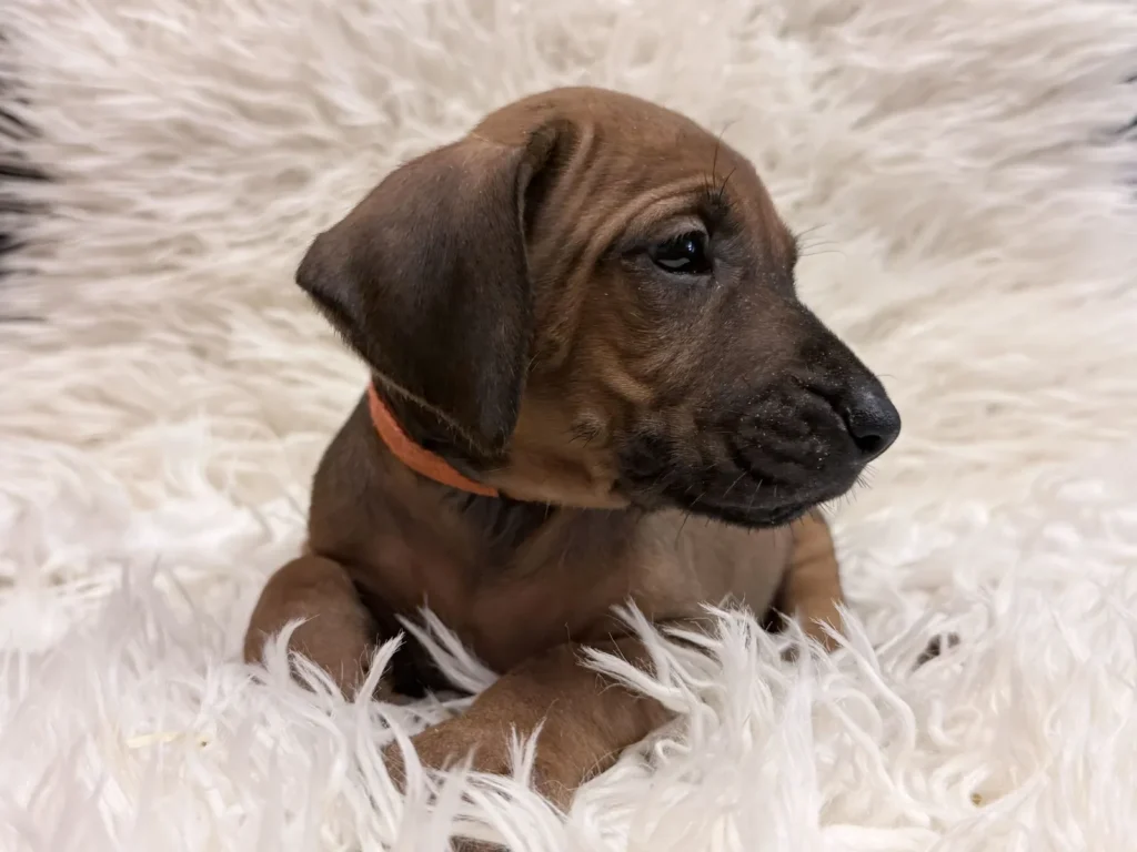 rhodesian-ridgeback-puppies-available-22 Rhodesian Ridgeback Puppies Available 22 — Rhodesian Ridgeback Puppies for Sale Available Now 2027