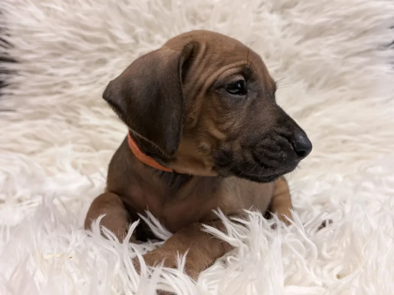 Rhodesian Ridgeback Puppies Available 22 — Rhodesian Ridgeback Puppies for Sale Available Now 2027