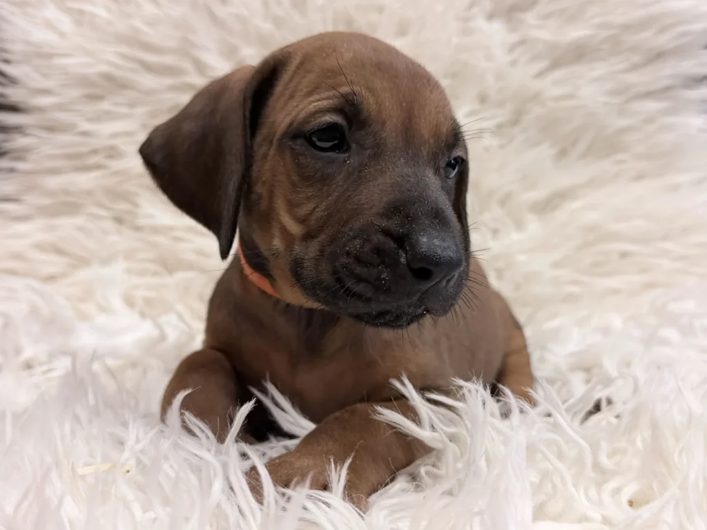 rhodesian-ridgeback-puppies-available-23 Rhodesian Ridgeback Puppies Available 23 — Rhodesian Ridgeback Puppies for Sale Available Now 2027