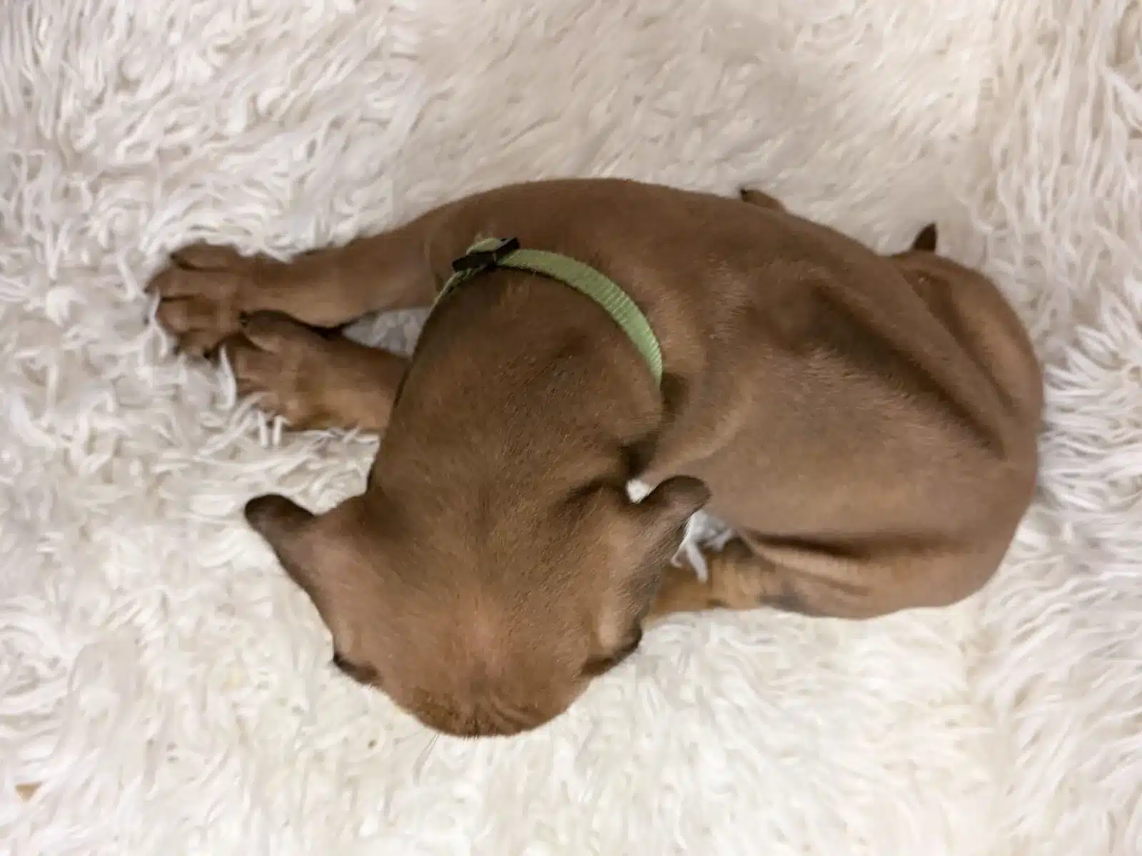 Green male Rhodesian Ridgeback puppy wearing a green collar, viewed from above