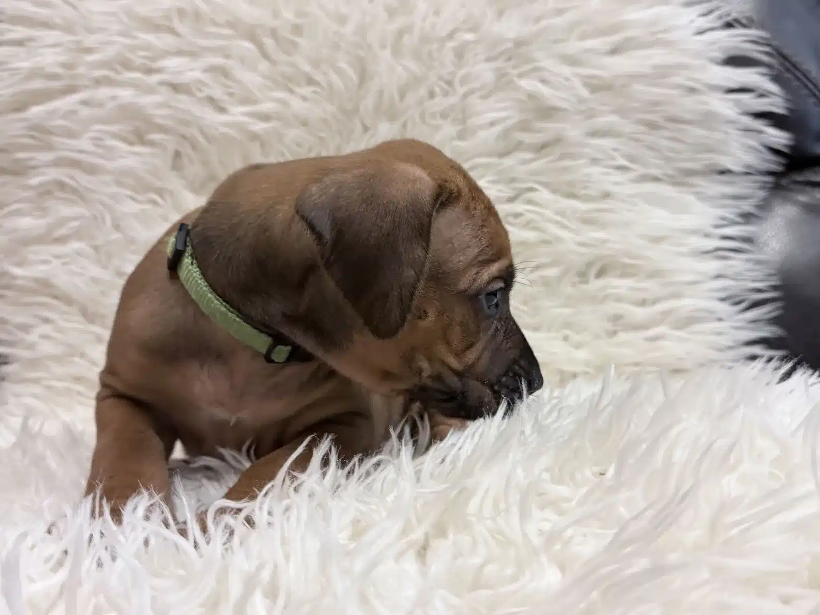 Green male Rhodesian Ridgeback puppy looking to the right on a white blanket