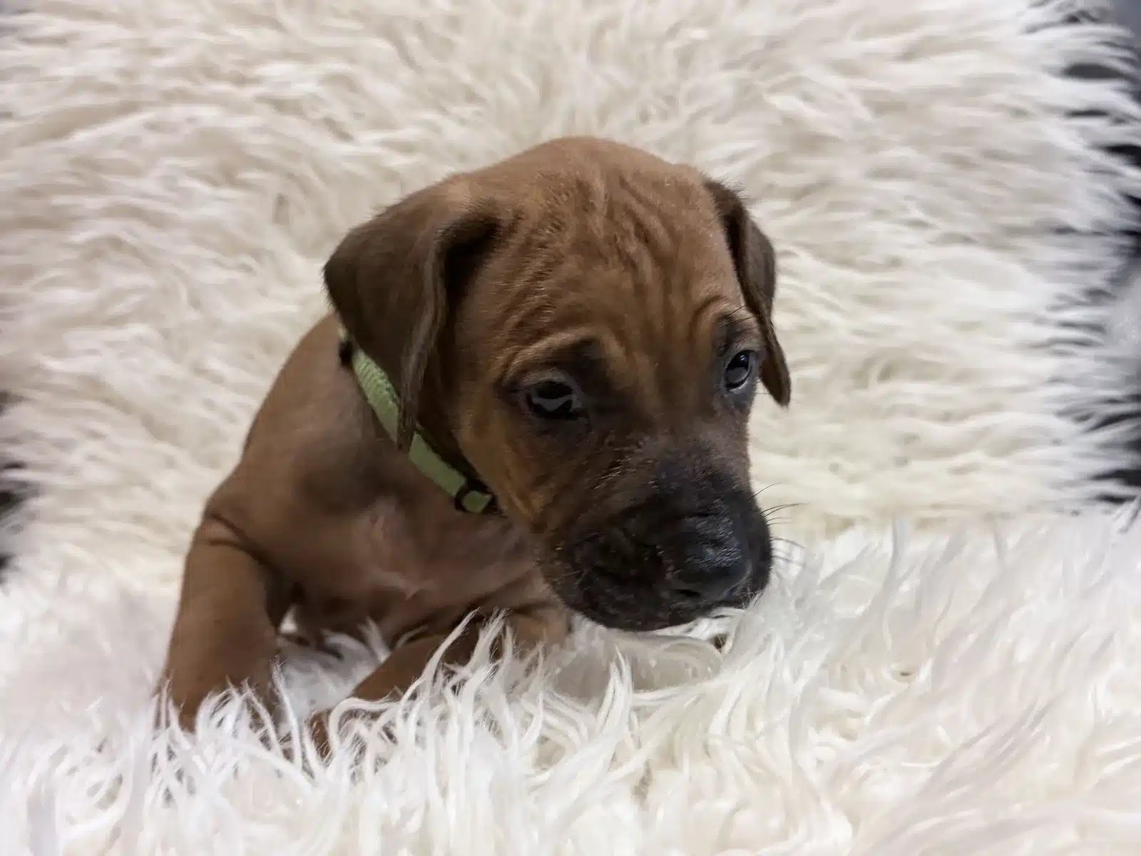 Green male Rhodesian Ridgeback puppy looking toward the camera on a white blanket