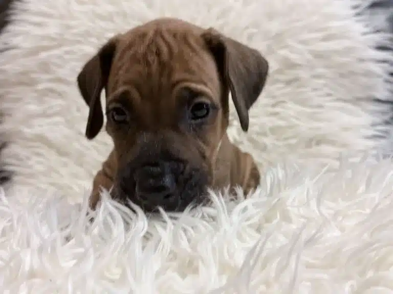 Close-up of Green male Rhodesian Ridgeback puppy on a white blanket
