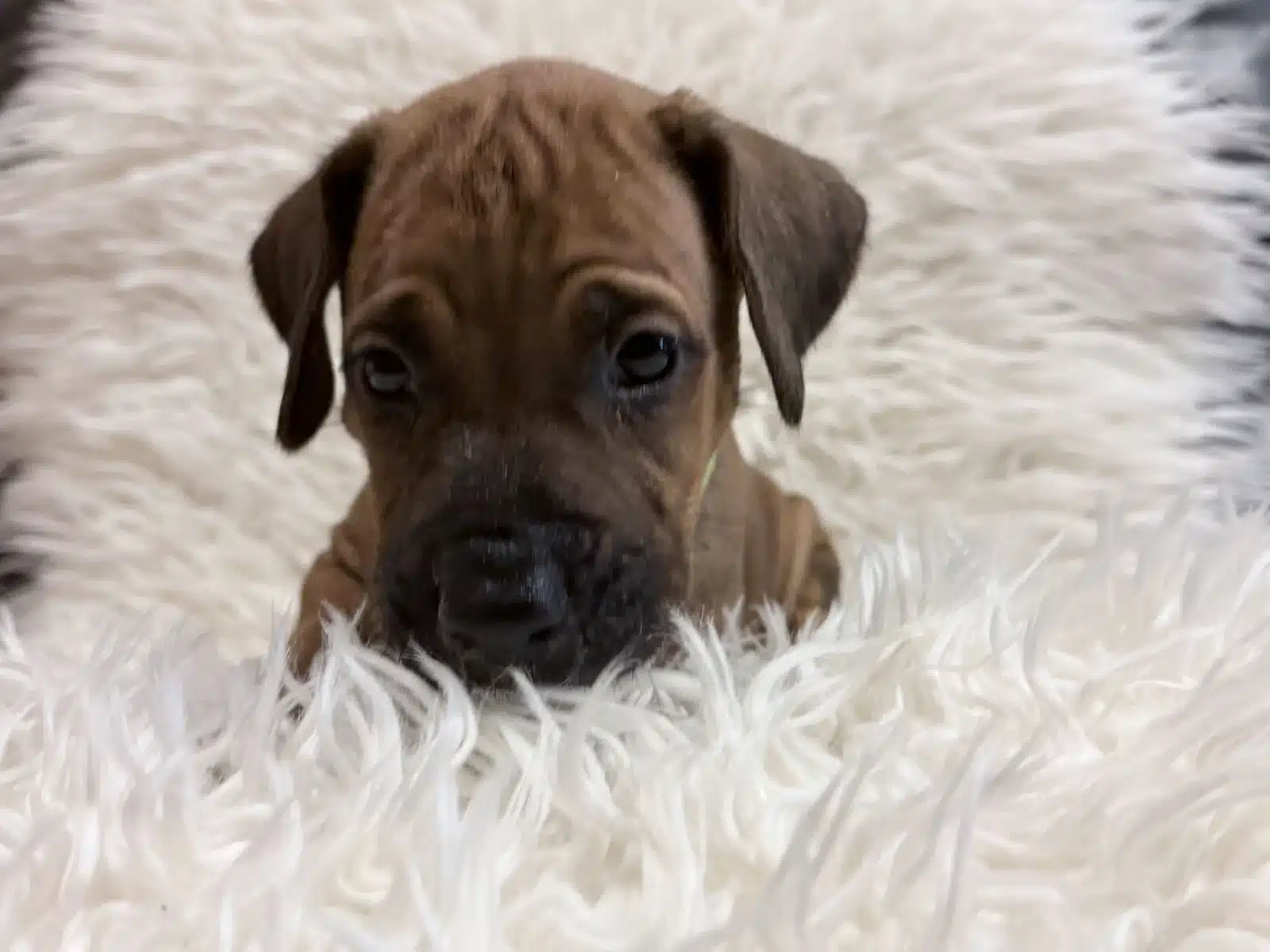 Close-up of Green male Rhodesian Ridgeback puppy on a white blanket