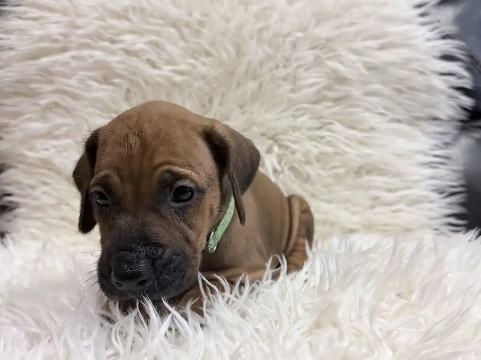 Green male Rhodesian Ridgeback puppy sitting with his green collar visible