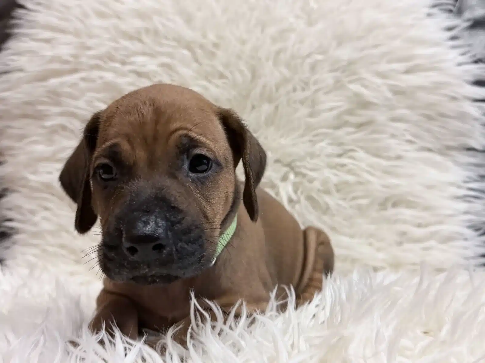 Green male Rhodesian Ridgeback puppy facing the camera with his green collar visible