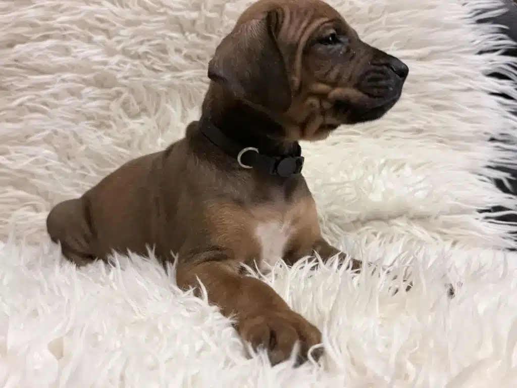 rhodesian-ridgeback-puppies-for-sale-10 Rhodesian Ridgeback Puppies For Sale 10 — Rhodesian Ridgeback Puppies for Sale Available Now 2027