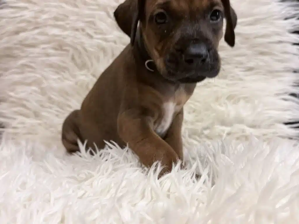 rhodesian-ridgeback-puppies-for-sale-11 Rhodesian Ridgeback Puppies For Sale 11 — Rhodesian Ridgeback Puppies for Sale Available Now 2027