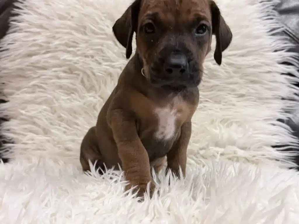 rhodesian-ridgeback-puppies-for-sale-12 Rhodesian Ridgeback Puppies For Sale 12 — Rhodesian Ridgeback Puppies for Sale Available Now 2027
