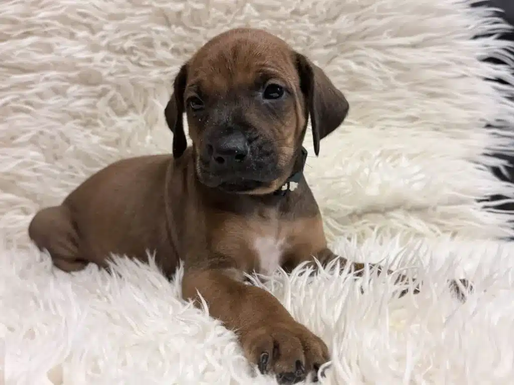 rhodesian-ridgeback-puppies-for-sale-13 Rhodesian Ridgeback Puppies For Sale 13 — Rhodesian Ridgeback Puppies for Sale Available Now 2027