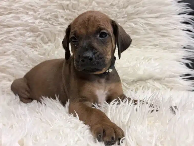 Rhodesian Ridgeback Puppies For Sale 13 — Rhodesian Ridgeback Puppies for Sale Available Now 2027