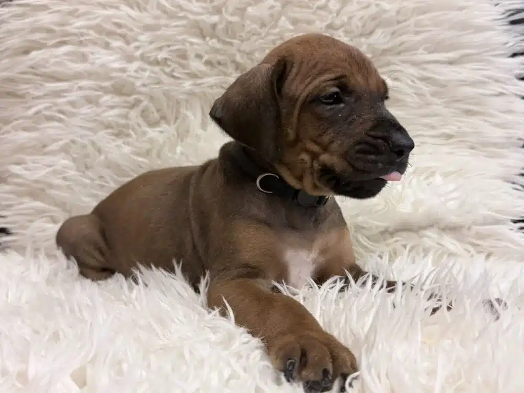 rhodesian-ridgeback-puppies-for-sale-14 Rhodesian Ridgeback Puppies For Sale 14 — Rhodesian Ridgeback Puppies for Sale Available Now 2027