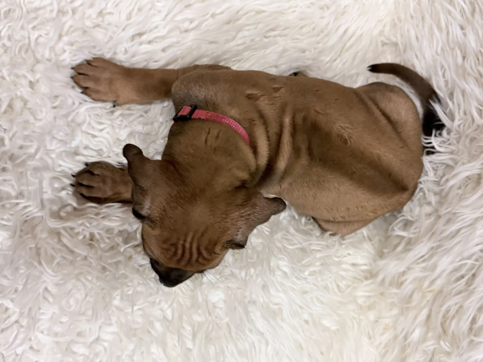 Pink collar Rhodesian Ridgeback puppy — photo 8