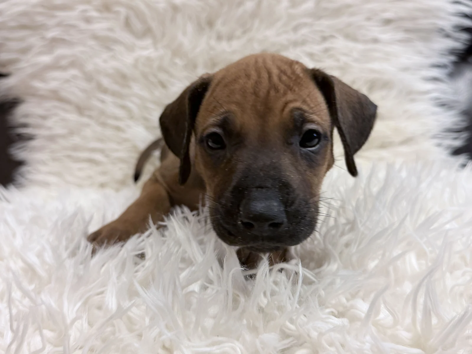 Pink collar Rhodesian Ridgeback puppy — photo 9