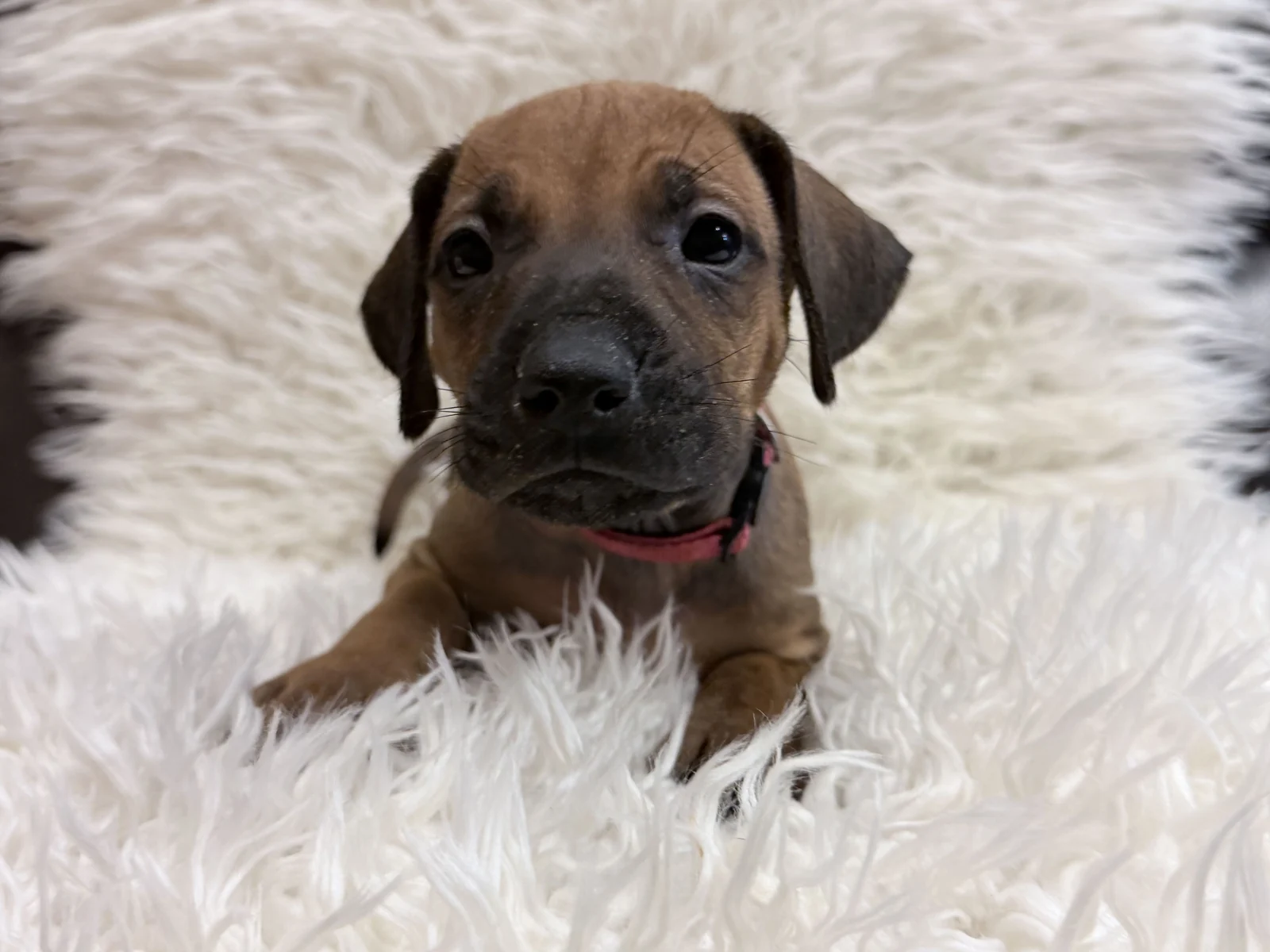 Pink collar Rhodesian Ridgeback puppy — photo 10