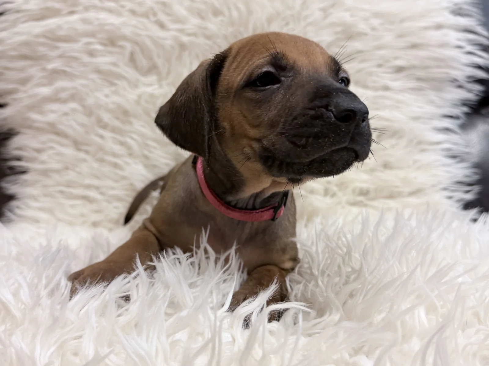 Pink collar Rhodesian Ridgeback puppy — photo 11