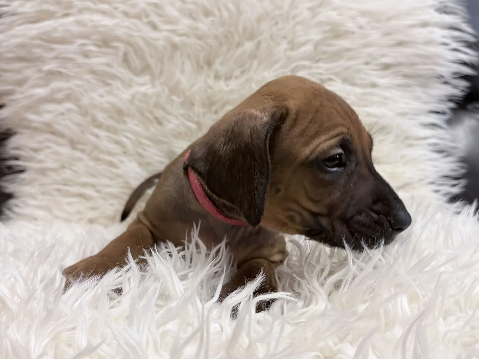 Pink collar Rhodesian Ridgeback puppy — photo 12